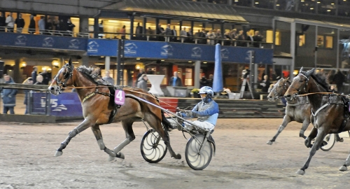 Hamre med vältränat sto