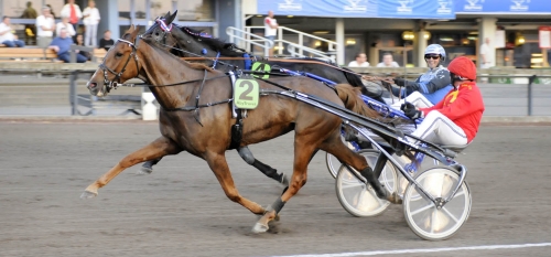 Efterfrågad avelsdam