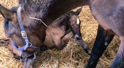 Prix de Paris-vinnare har blivit mamma