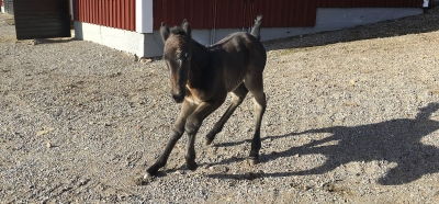 Makethemark har fått en lillasyster