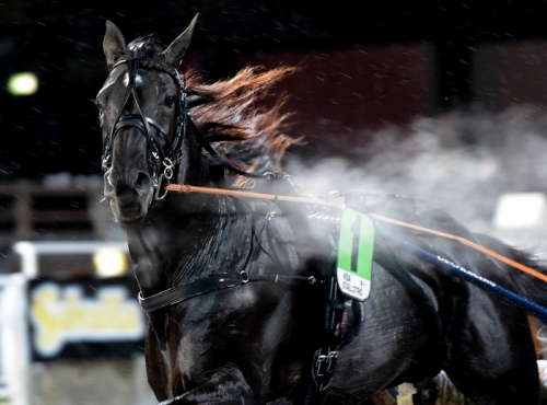 Nuncio lufsade vidare mot Elitloppet