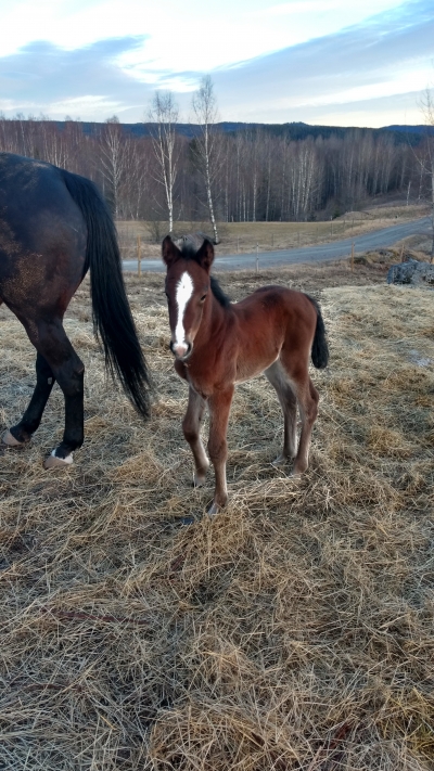 Policy of Truth har fått en lillasyster