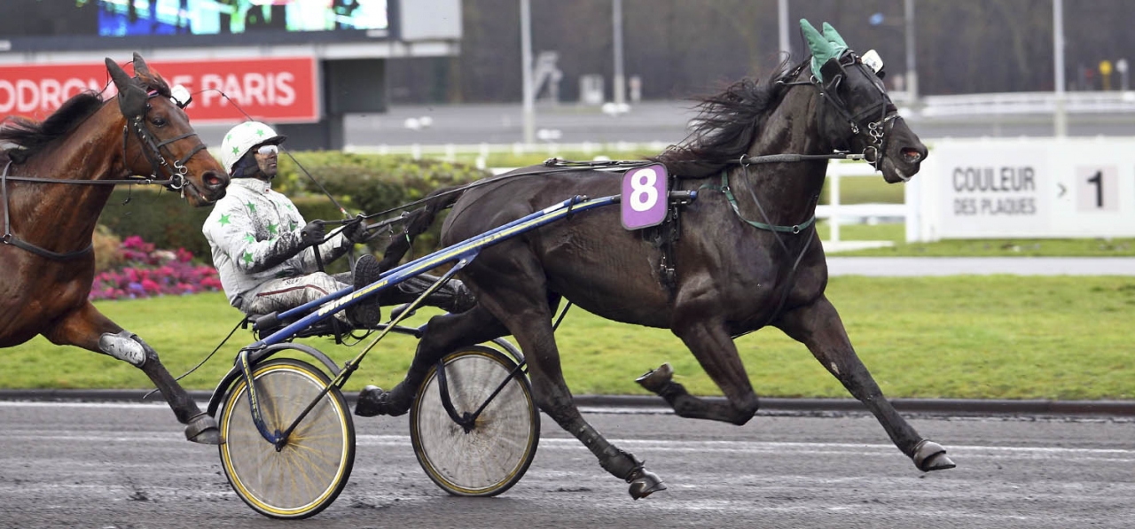 Sexårige franske Black d'Avril är klar för Olympiatravet på Åby. Foto: Scoopdyga.com