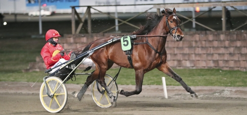 Dominion Beach blir avelshingst