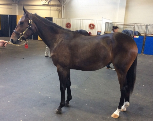 Tvååring kvalade på 1.16-tid