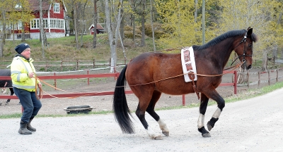 D’Lainas mamma en hejare på piaff