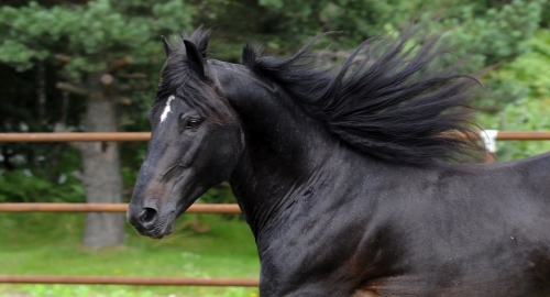 Järvsöfaks sista strid?