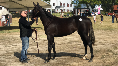 Miljonregn på Wenngarn