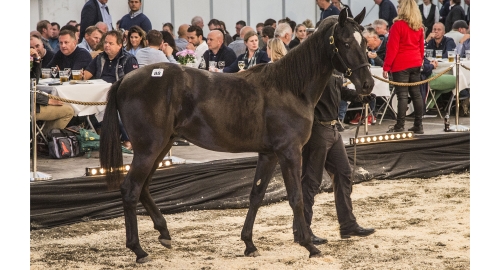 Auktionshästar släpptes lösa