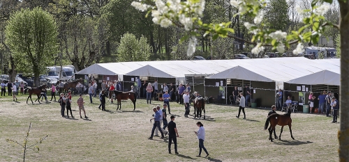 Kriterieauktionen tillbaka på Solvalla
