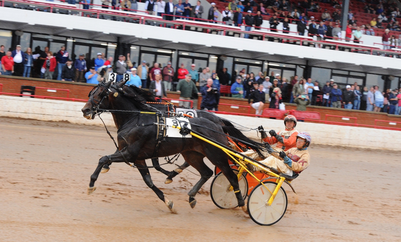 Invändige Snowstorm Hanover vann Kentucky Futurity under fjolåret. På tisdag gör han Sverigedebut i The Onions lopp. Foto Adam Ström/stalltz.se