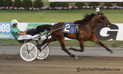 Blivande avelshingst toppade