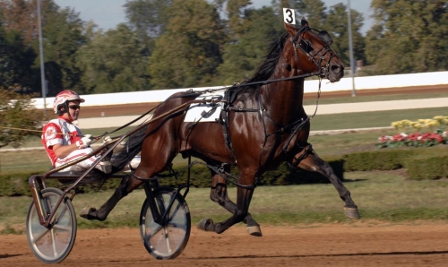 Superhingst död i cancer