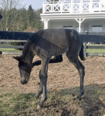 Rekordmor mamma igen