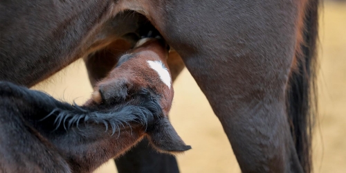 Transportsperma-frågan löst