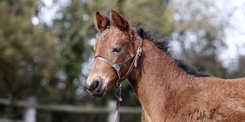 Ström: Hur löser man då denna gordiska knut?
