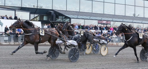 Kadett C.D. till avel