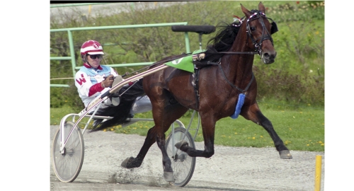 Död hingst får fortsätta betäcka