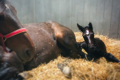 Kungavinnare har fått en lillasyster