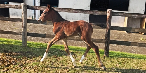 Readly Express fick helbror