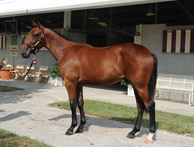 Auktionsdyring avlade maiden