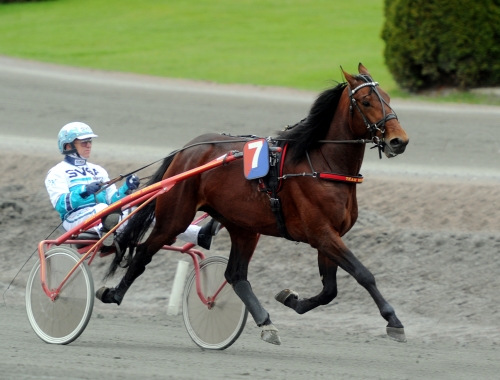 Snackhäst fin i kval