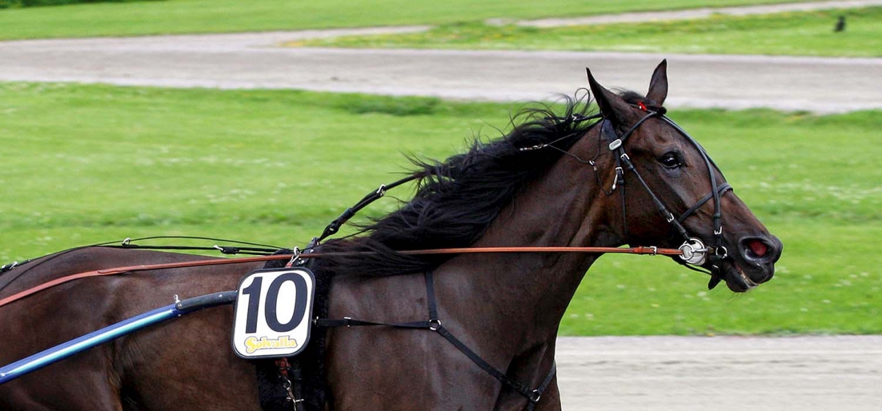 Prowess Kronos har blivit mor till ett sto efter Ready Cash i Frankrike. Foto: Hanold/Aln