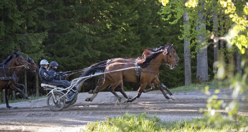 Ingen Readly i Elitloppet