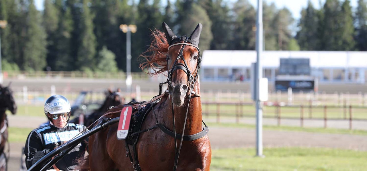 En häst skall bara kunna ha ett hemland enligt krönikören.
Frenchnorwegian ID, räknas som fransk häst men även norsk. Foto Mathias Hedlund.