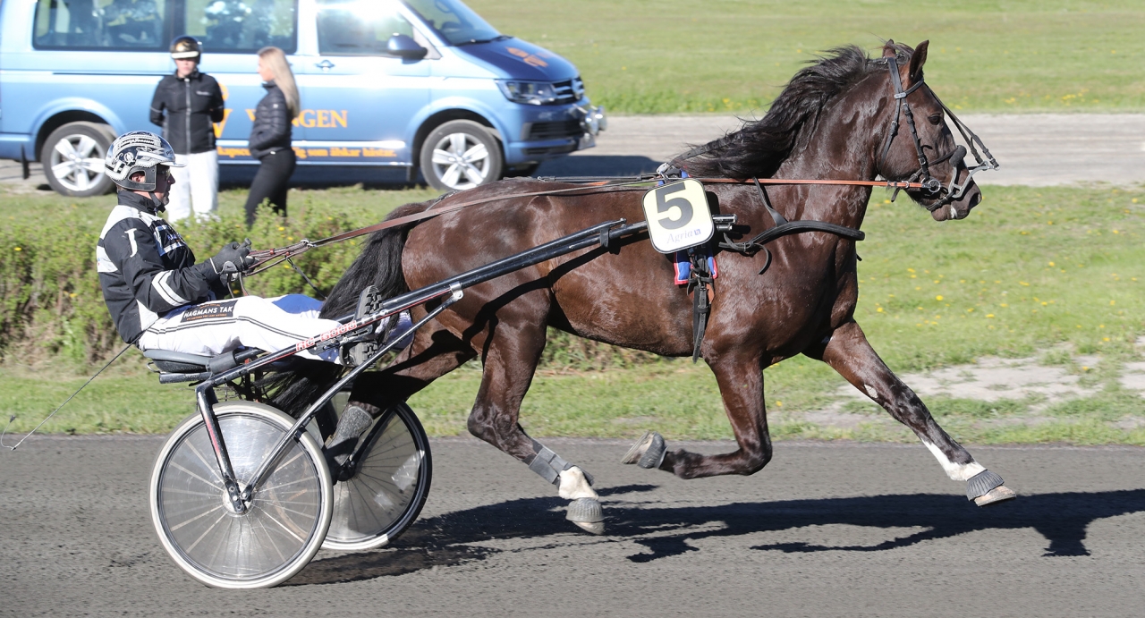 Ängsborken. Foto Mathias Hedlund/Sulkysport