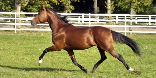 Viking Kronos far är död