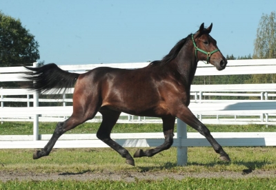Dyraste ettåringen till Lindberg