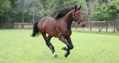 Marcus Melander storskrällde
