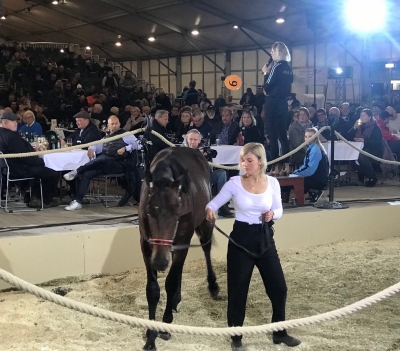 Dyraste hästarna kostade 475.000 kronor