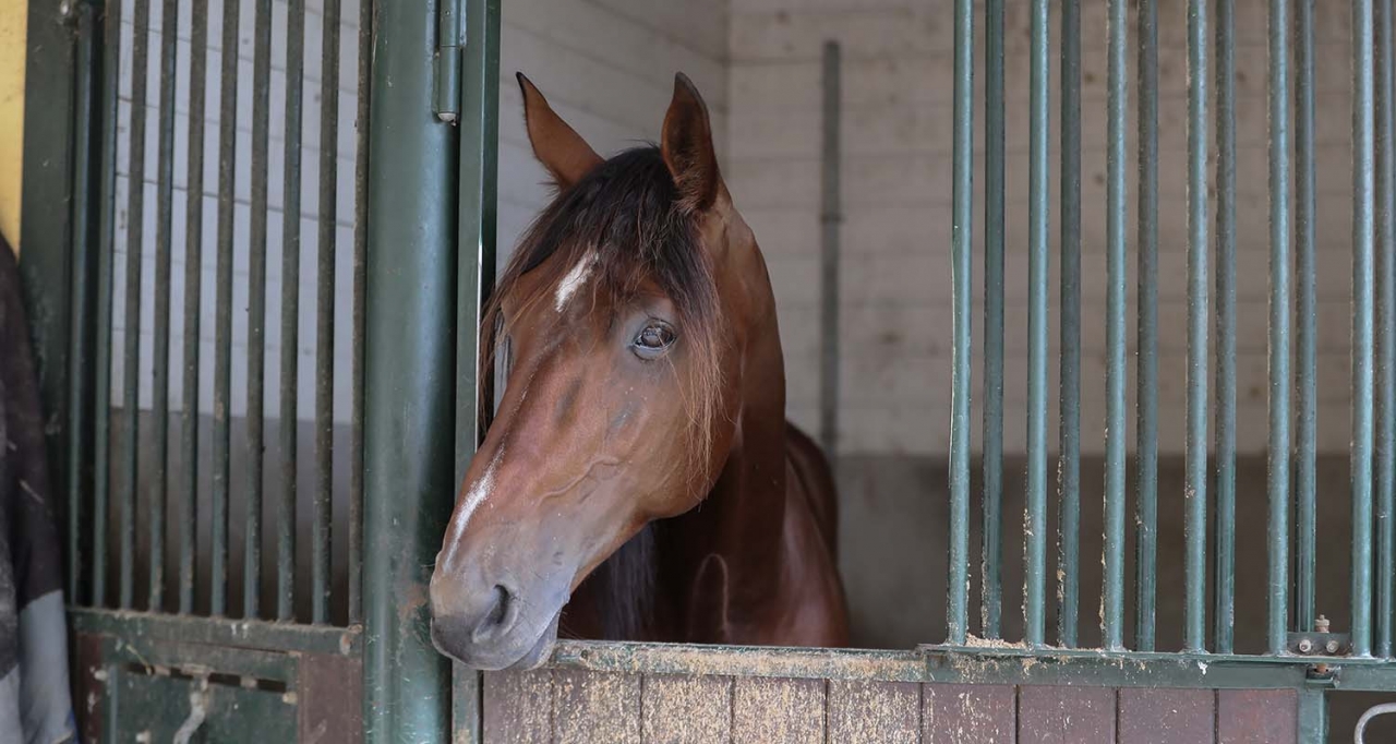 Twister Bi i sin box på Jordanstorp. Foto Jeannie Karlsson/Sulkysport