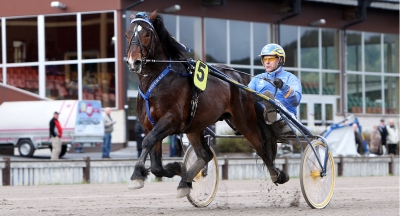 En hingst fulltecknad