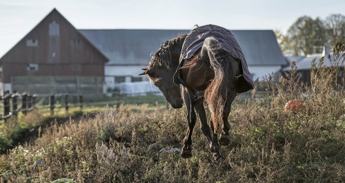 Svampen till Gotland?
