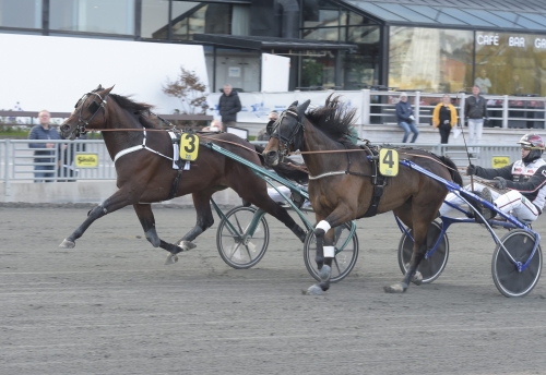 BC: Fyraåriga hingstar och valacker