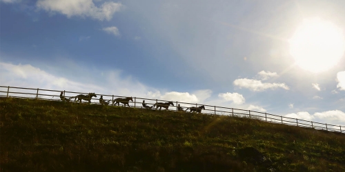 Fler hästar och mindre administration