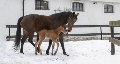 Här är framtiden – för Sveriges äldsta stuteri