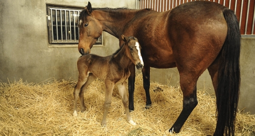 Villiam har blivit pappa!