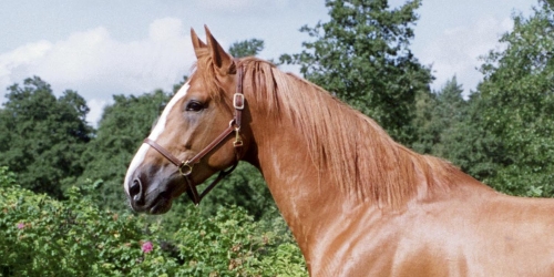 Juliano Star är död