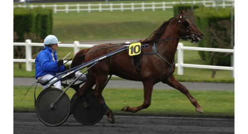 Unghäststjärna till svensk avel