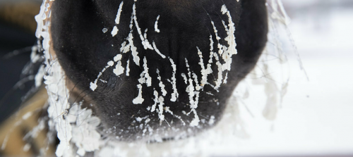 Vabruari även i stallarna