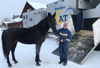 Melander säljer avelshingst till USA
