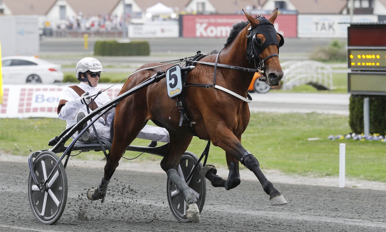 Dijon kommer tillbaka till Solvalla en sista helgen i maj. Foto Jeannie Karlsson