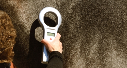 Chipmärkning – ett problem?