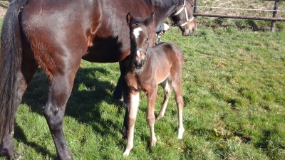 Swiss Accounts första föl