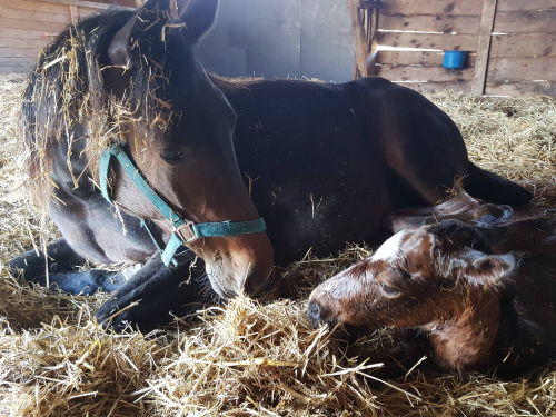 Föräldrar för första gången