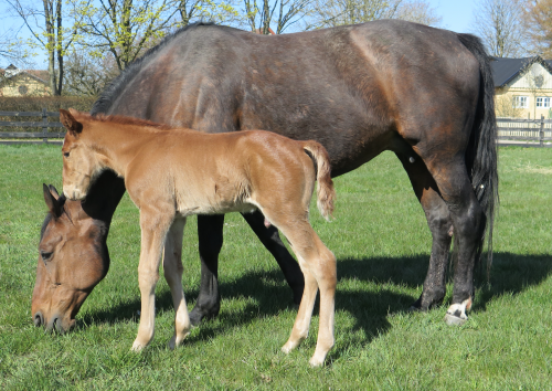 Bobtail har blivit mor